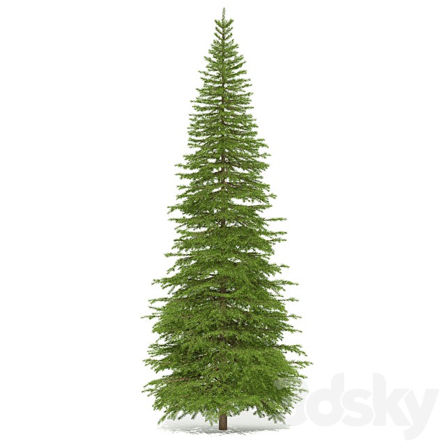 Spruce
