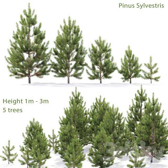 Pine