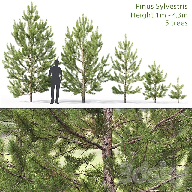 Pinus sylvestris young # 2 (1-4.3m)