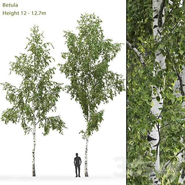Birch