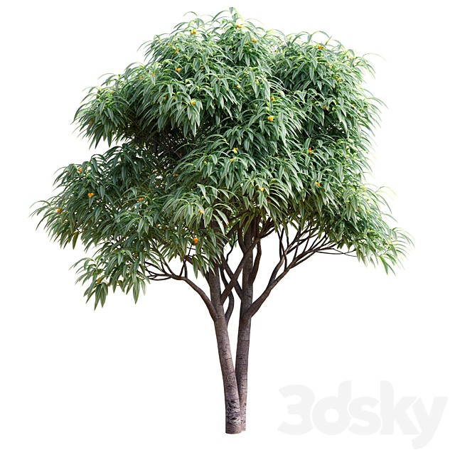 Deciduous tree with fruit - Medlar