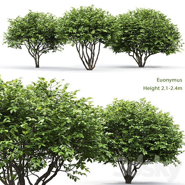 Euonymus