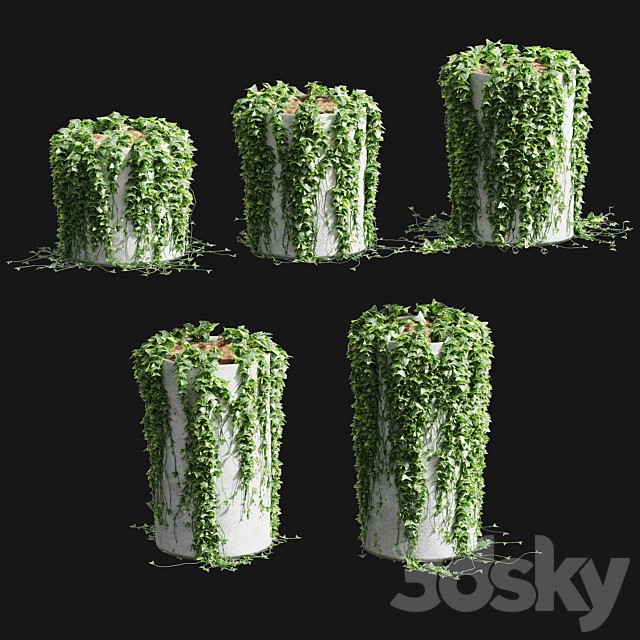 Ivy in round tubs. 5 models