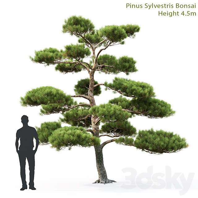 Bonsai