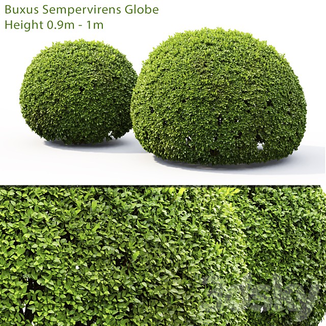 Buxus