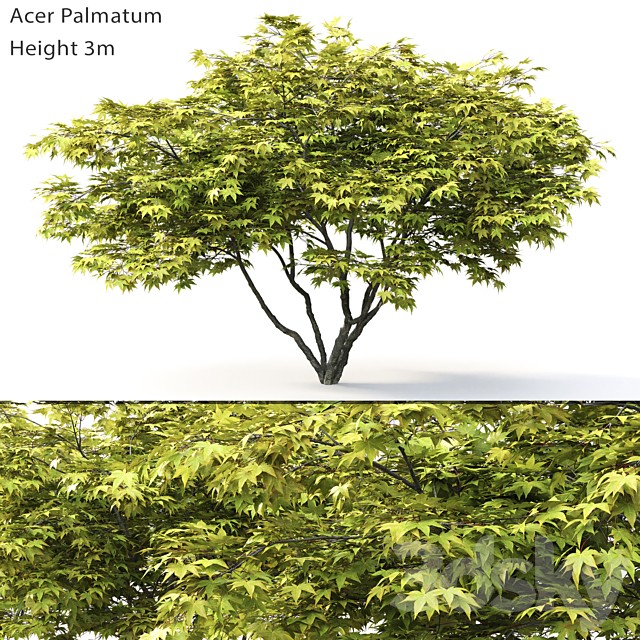 Acer Palmatum