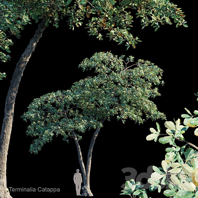 Terminalia Catappa Var4