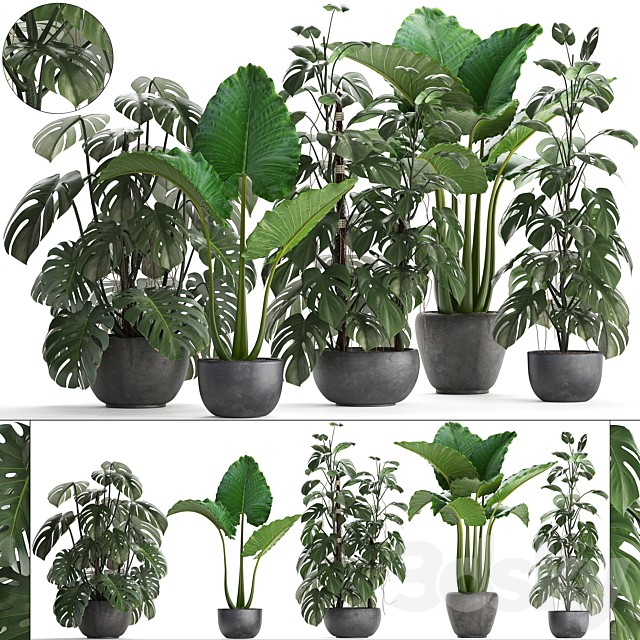 Plant collection 261. Monstera, Alocasia, flowerpot, black pot, loft, industrial style, bushes, tropical, exotic, interior, office flowers, thickets