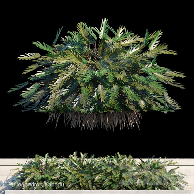 Philodendron Xanadu exterior kit