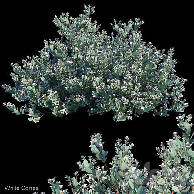 White correa