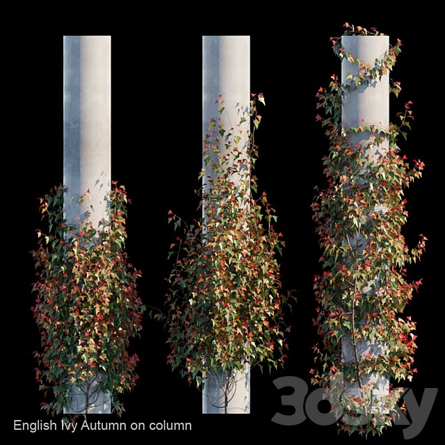 English Ivy Autumn on column