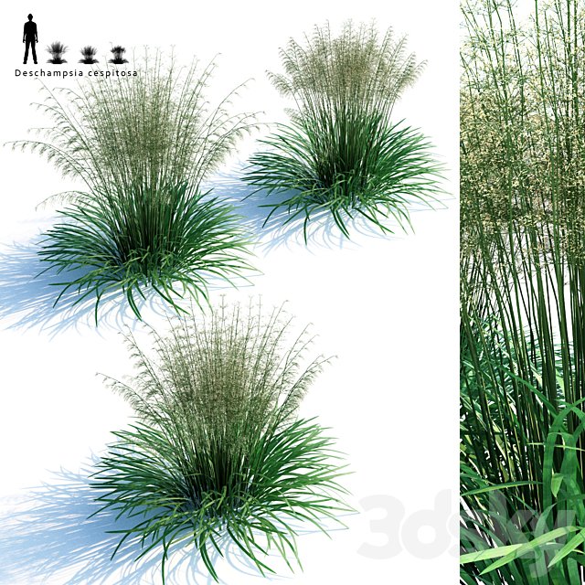 Lugovik turfy (Pike) | Deschampsia cespitosa