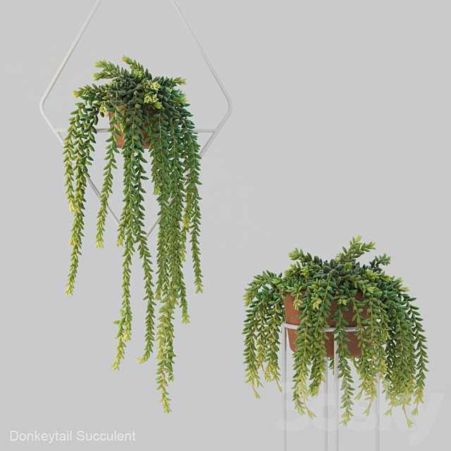 Donleytail | Burrostail succulent hanging