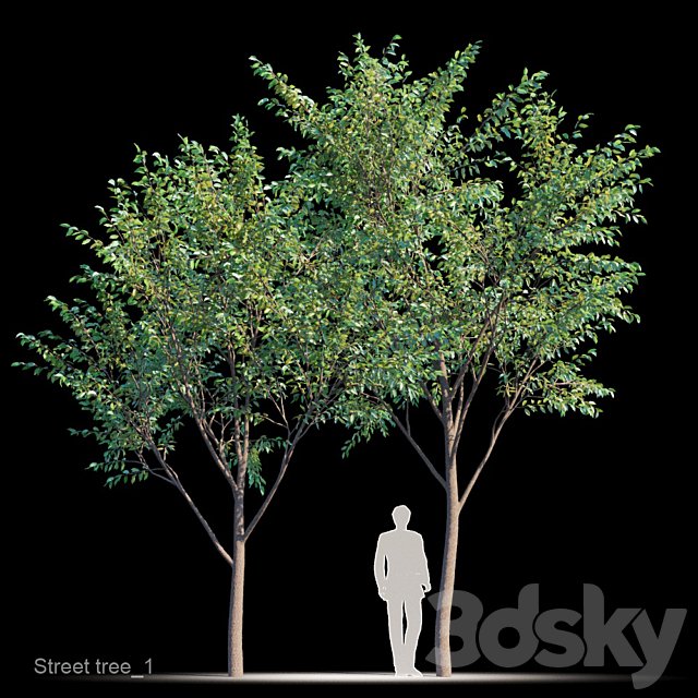 Street tree v1