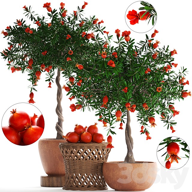 Plant Collection 264. Pomegranate tree with fruits, blooming, rattan table, flowerpot, outdoor, clay, clinker, eco design, natural materials
