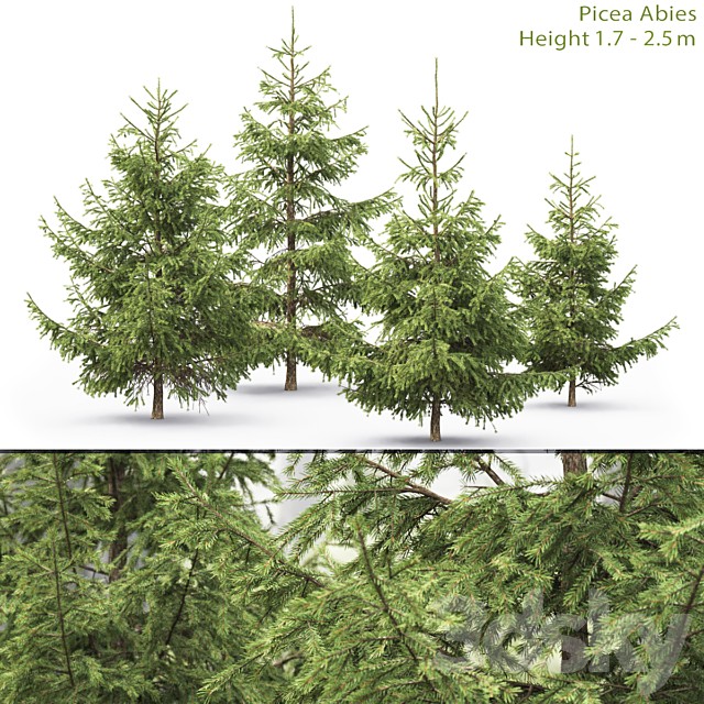 Spruce