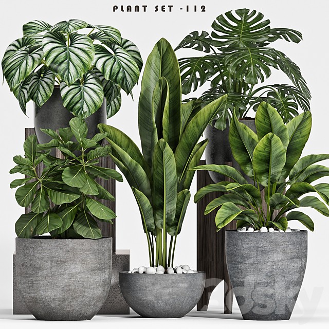 plant set-112
