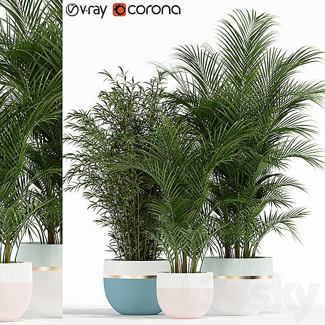 Plants collection 136