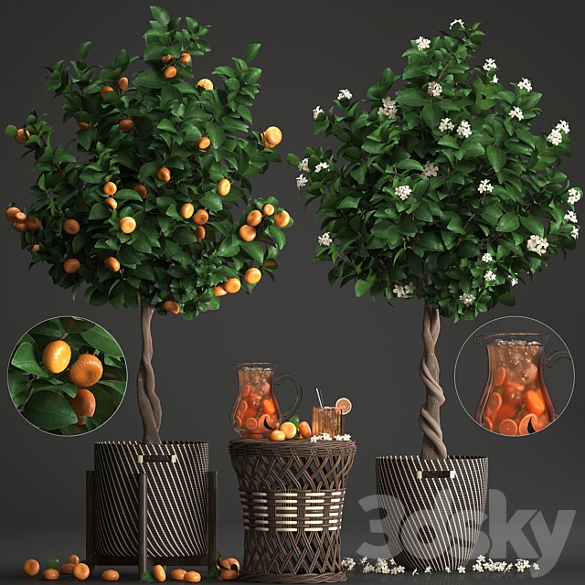 Plant collection 267. Citrus mandarin, Flowering tree, tangerine, fruit, rattan table, basket, Lemonade, carafe, cocktail, outdoor, landscaping, natural decor, eco, lemonade
