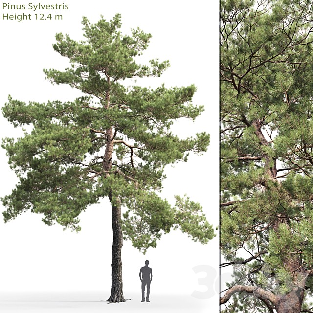 Pinus Sylvestris # 13 (12.4m)