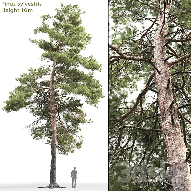 Pine