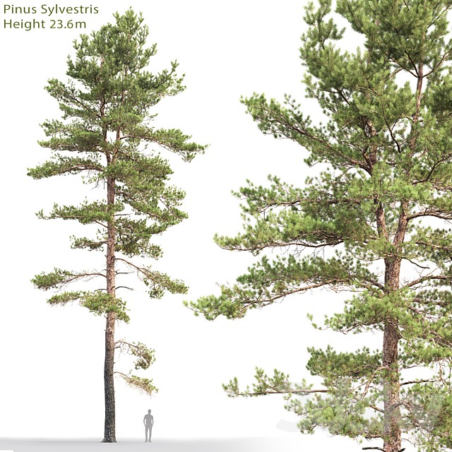 Pine