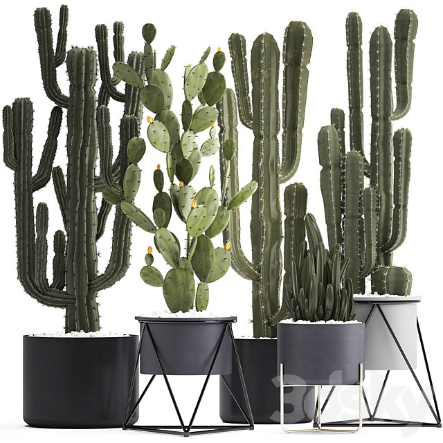 Plant collection 282. Cactus set. Prickly pear, Cereus, carnegia, cactus, Prickly pear, desert plants, interior, exotic