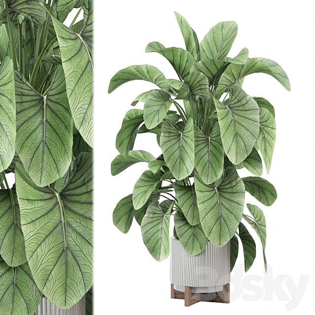 indoor Plants Collection 2359