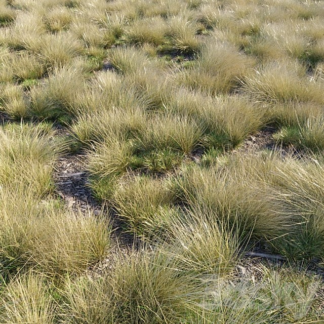 Eskdale grass