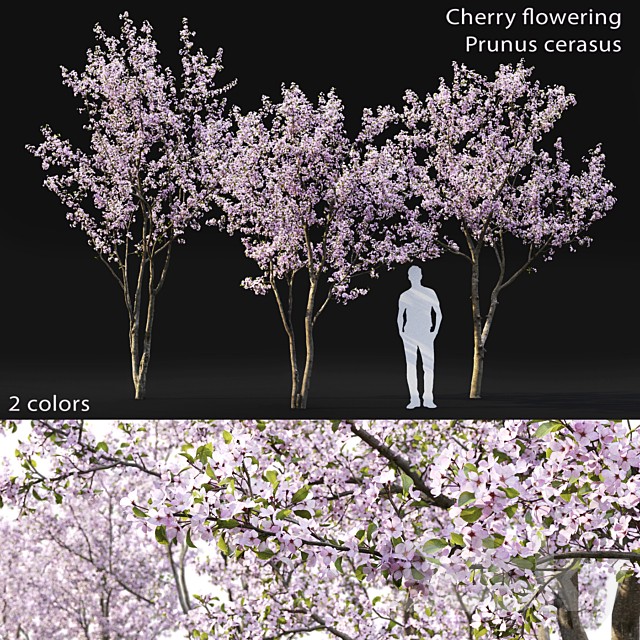 Prunus cerasus
