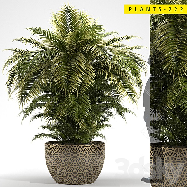 PLANTS 222