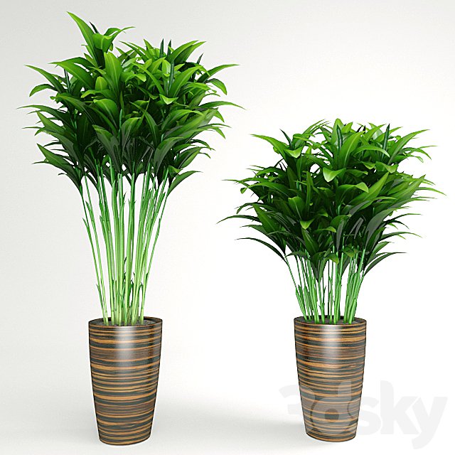 plant