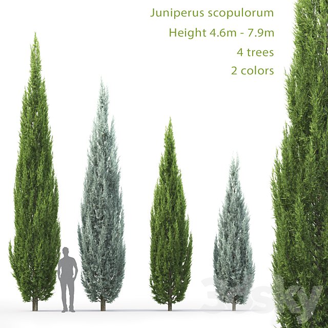 Juniperus