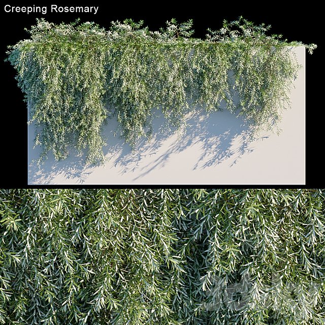 Creeping Rosemary