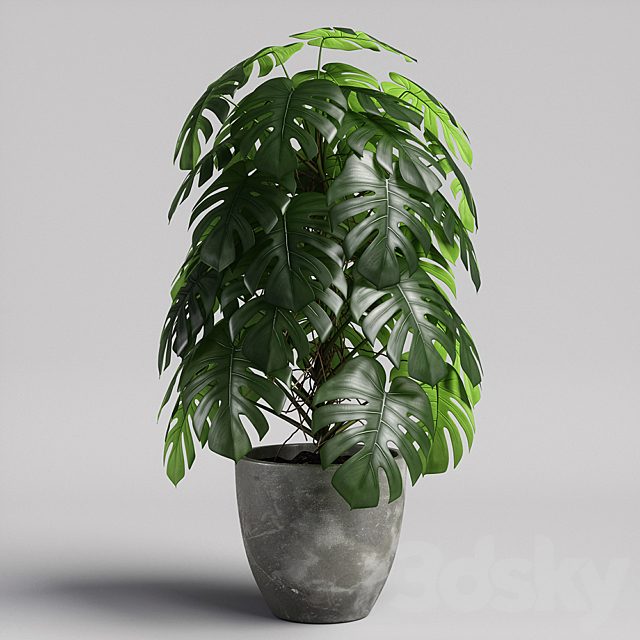 monstera 02