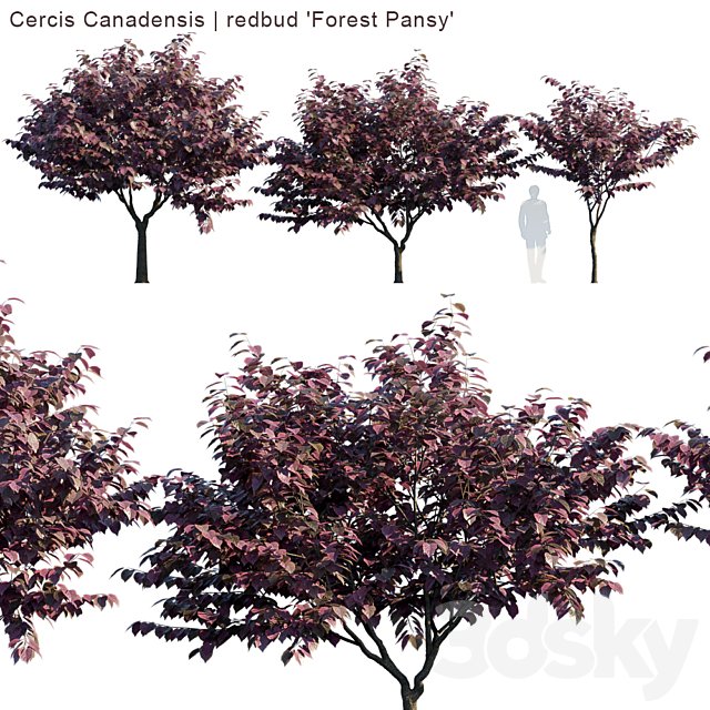 Cercis Canadensis | redbud "Forest Pansy"