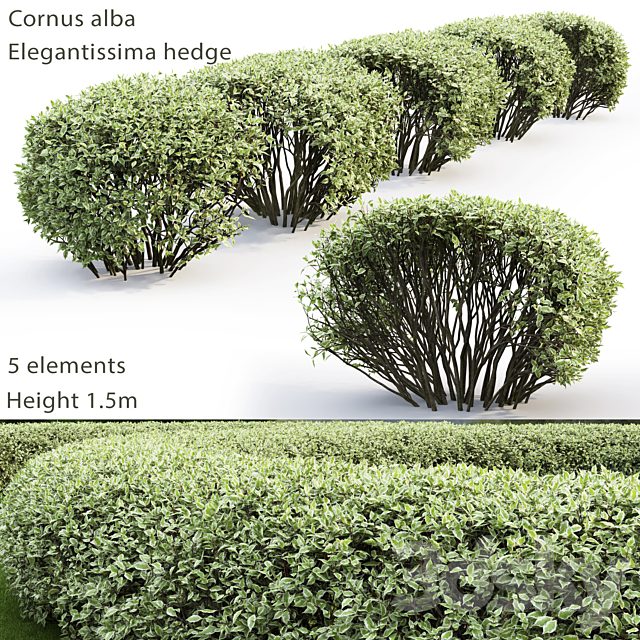 Cornus Alba Elegantissima hedge # 2