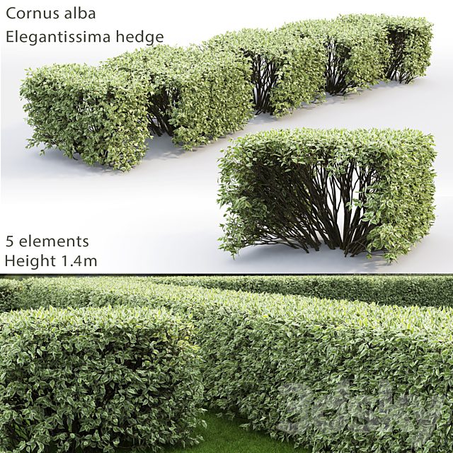 Cornus Alba Elegantissima hedge # 3
