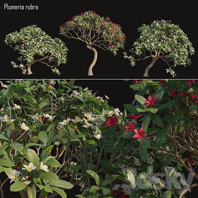 Plumeria rubra -Frangipani Tree-02