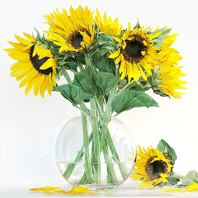 Sunflower1