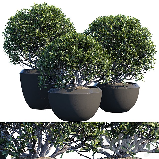 Plant in pots