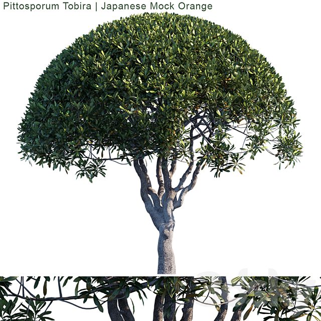 Pittosporum Tobira | Japanese Mock Orange