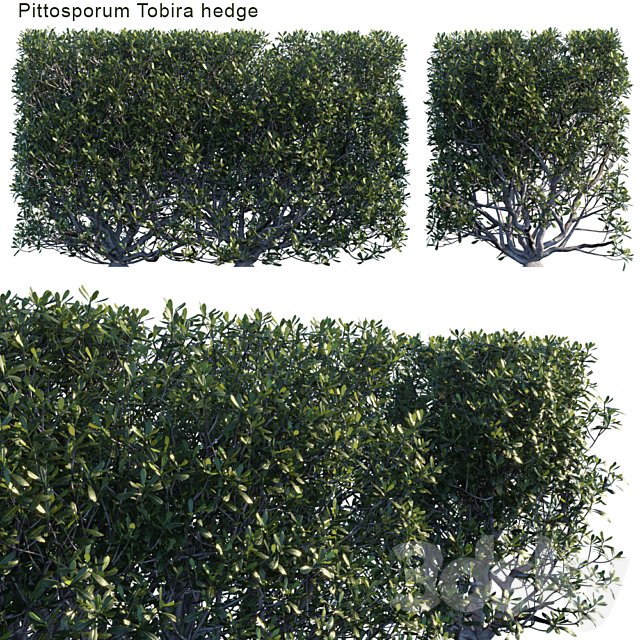 Pittosporum tobira hedge