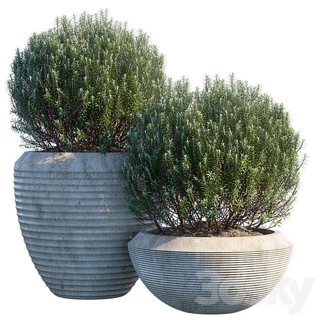 Plant in pots #3