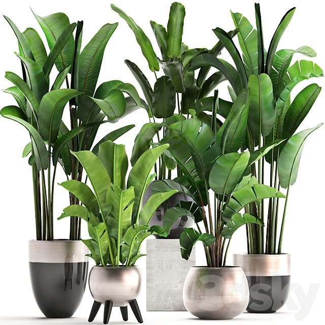 Plant collection 308. Strelitzia, banana, Ravenala, pot, flowerpot, indoor plants, luxury, Strelitzia, luxury pot, decor, bushes, thickets
