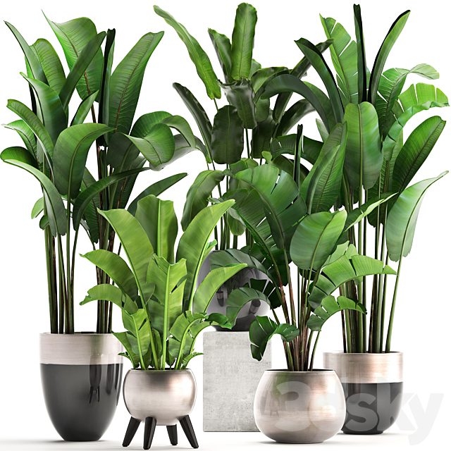 Plant collection 308. Strelitzia, banana, Ravenala, pot, flowerpot, indoor plants, luxury, Strelitzia, luxury pot, decor, bushes, thickets