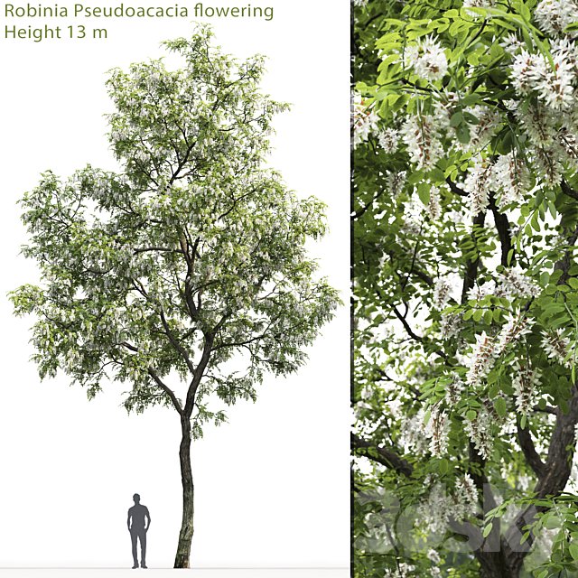Robinia