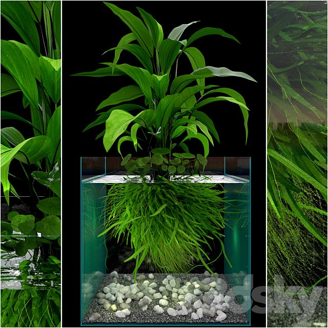 JC Seaweed Aquarium