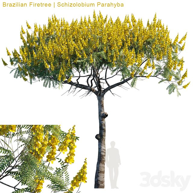 Brazilian Firetree | Schizolobium Parahyba  #2