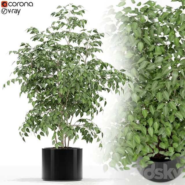 Plants collection 153